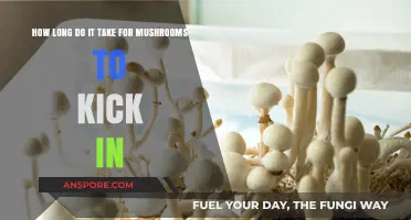 How Long Do Mushrooms Take to Kick In? A Guide