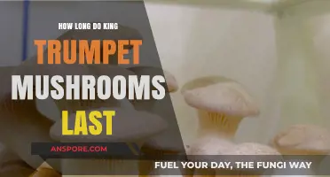 King Trumpet Mushrooms Shelf Life: Storage Tips for Freshness