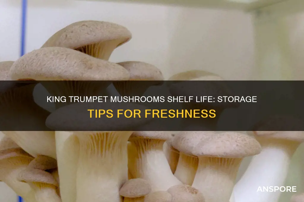 how long do king trumpet mushrooms last