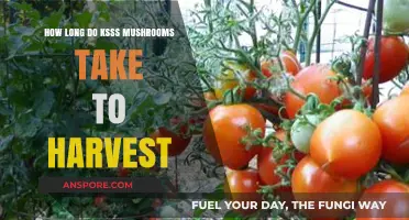 Growing Kiss Mushrooms: Harvest Timeline and Tips for Success