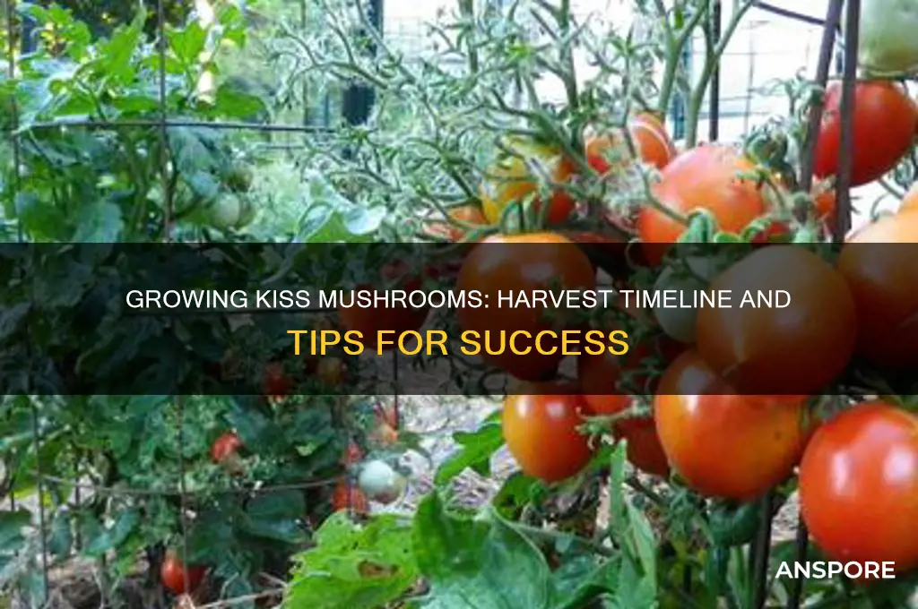 how long do ksss mushrooms take to harvest