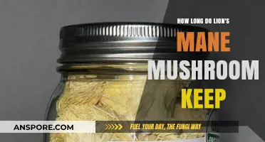 Lion's Mane Mushroom Shelf Life: Storage Tips for Freshness