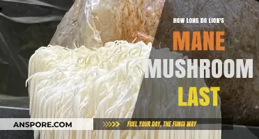 Lion's Mane Mushroom Shelf Life: Freshness, Storage, and Longevity Tips