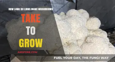 Lion's Mane Mushroom Growth Timeline: From Spores to Harvest