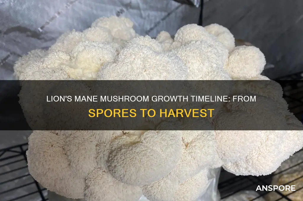 how long do lions mane mushrooms take to grow