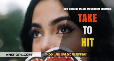 Magic Mushroom Gummies: Timing Effects and What to Expect