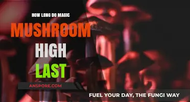 Magic Mushroom High Duration: How Long Does the Trip Last?