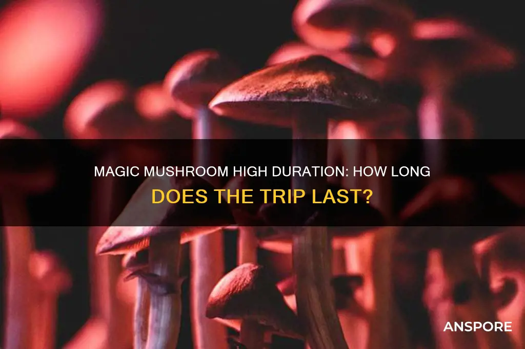 how long do magic mushroom high last
