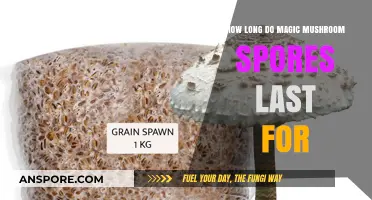 Magic Mushroom Spores Lifespan: How Long Do They Remain Viable?