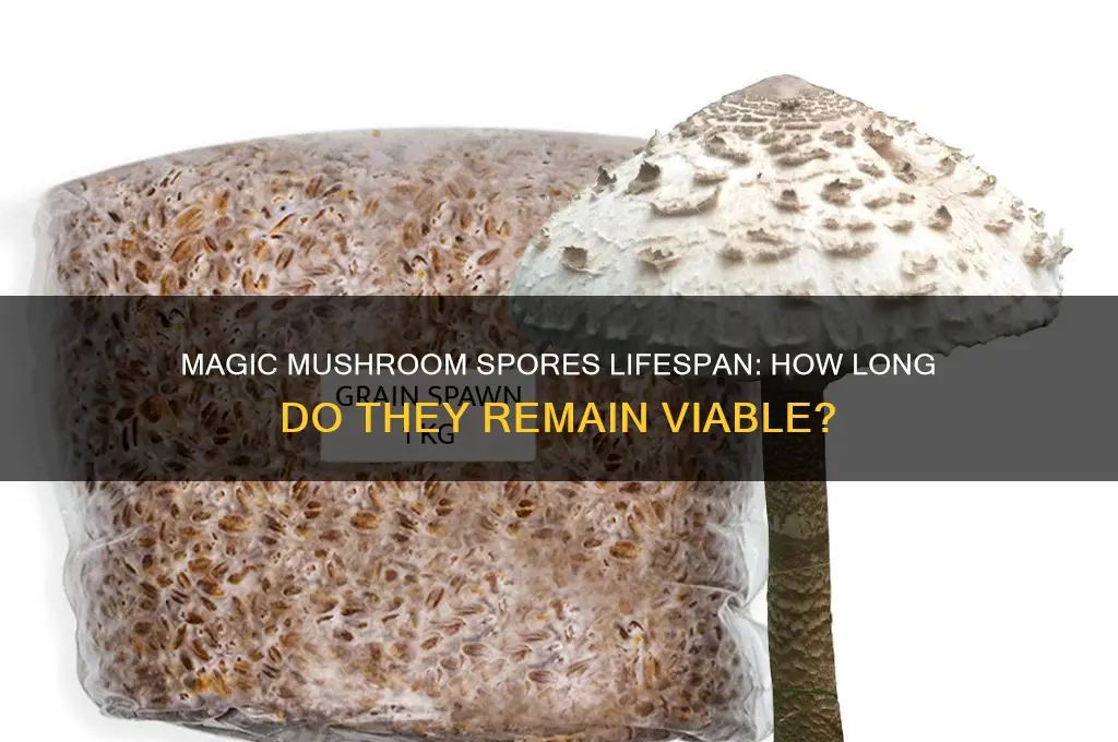 how long do magic mushroom spores last for