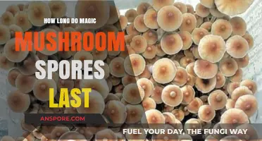 Magic Mushroom Spores Lifespan: How Long Do They Remain Viable?