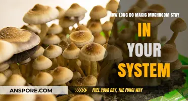 Magic Mushrooms Detection: How Long Do They Stay in Your System?