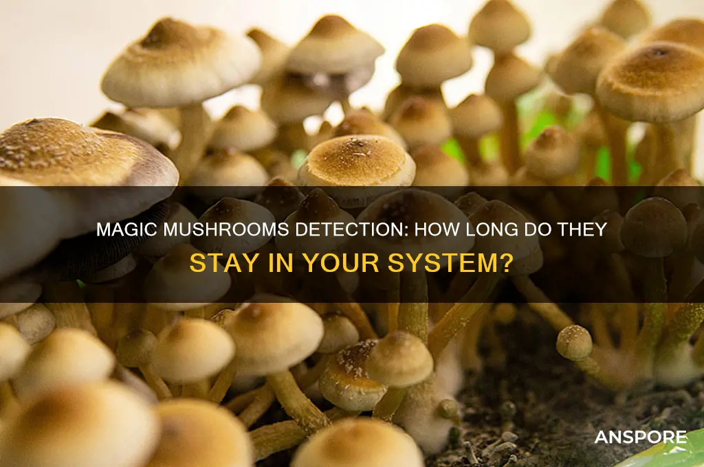 how long do magic mushroom stay in your system