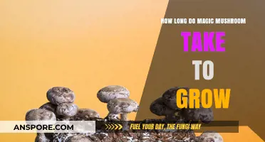 Magic Mushroom Growth Timeline: From Spores to Harvest Explained