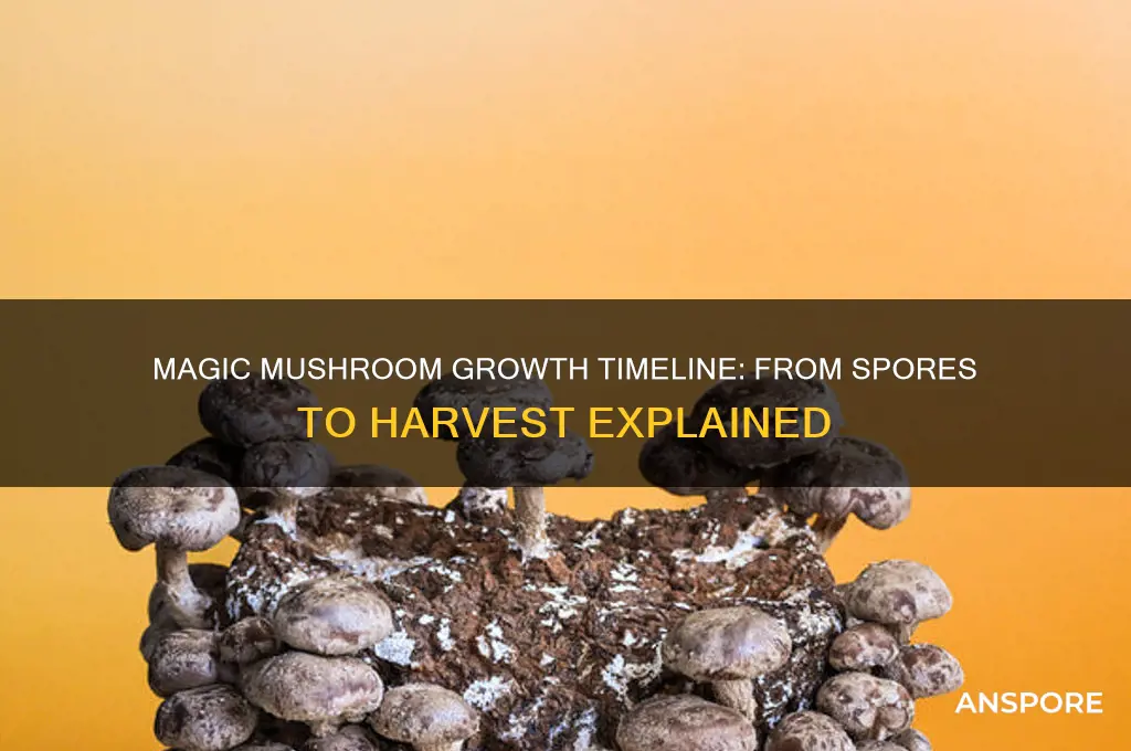 how long do magic mushroom take to grow