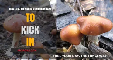 Magic Mushrooms: Understanding the Onset Time for Psychedelic Effects