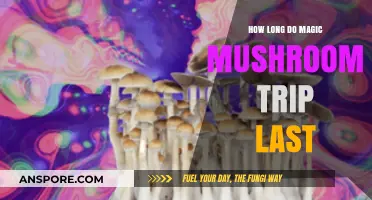 Magic Mushroom Trip Duration: How Long Does the Experience Last?