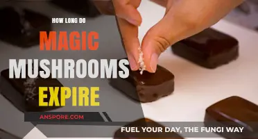 Magic Mushrooms Shelf Life: Do They Expire or Stay Potent?