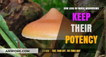 Magic Mushrooms Potency: How Long Does Their Effectiveness Last?