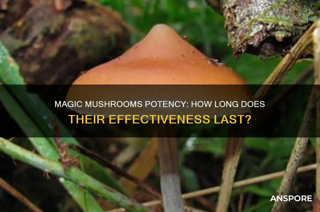 how long do magic mushrooms keep their potency