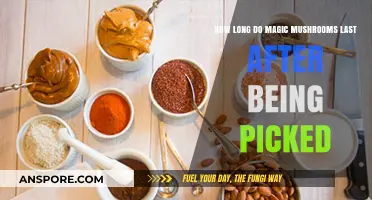 Magic Mushrooms Shelf Life: How Long Do They Last After Picking?