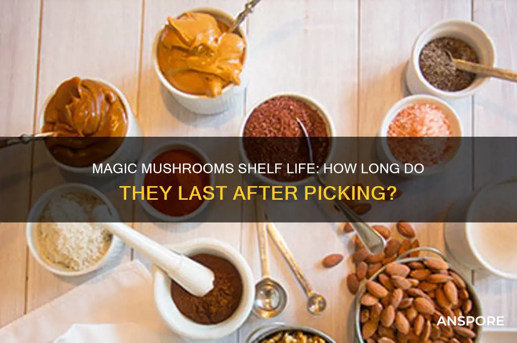 how long do magic mushrooms last after being picked