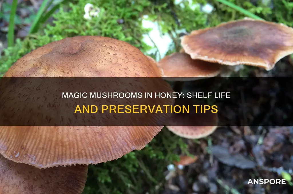 how long do magic mushrooms last in honey