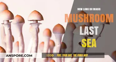Magic Mushrooms' Effects: Duration and Factors in the Sea Environment