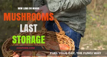 Magic Mushrooms Storage Lifespan: Tips for Long-Lasting Potency and Freshness