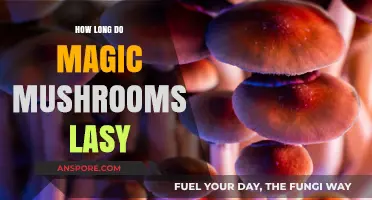 How Long Do Magic Mushrooms Last: Effects, Duration, and Afterglow