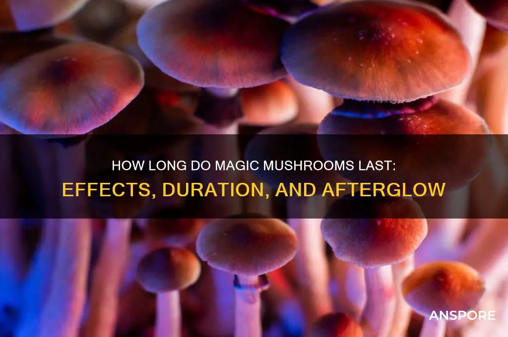 how long do magic mushrooms lasy