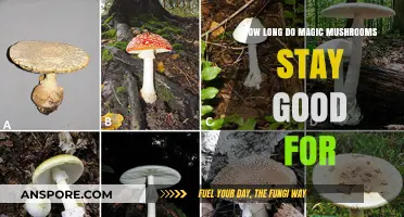 Shelf Life of Magic Mushrooms: How Long Do They Stay Potent?