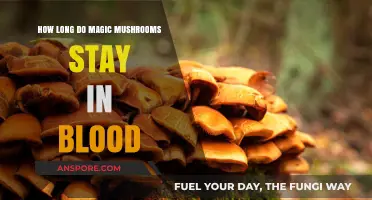 Magic Mushrooms in Blood: Duration and Detection Explained