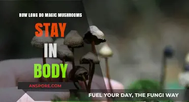Magic Mushrooms in Your System: Duration and Detection Explained