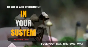 Magic Mushrooms Detection: How Long Do They Stay in Your System?