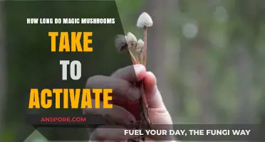 Magic Mushrooms Activation Time: What to Expect and When