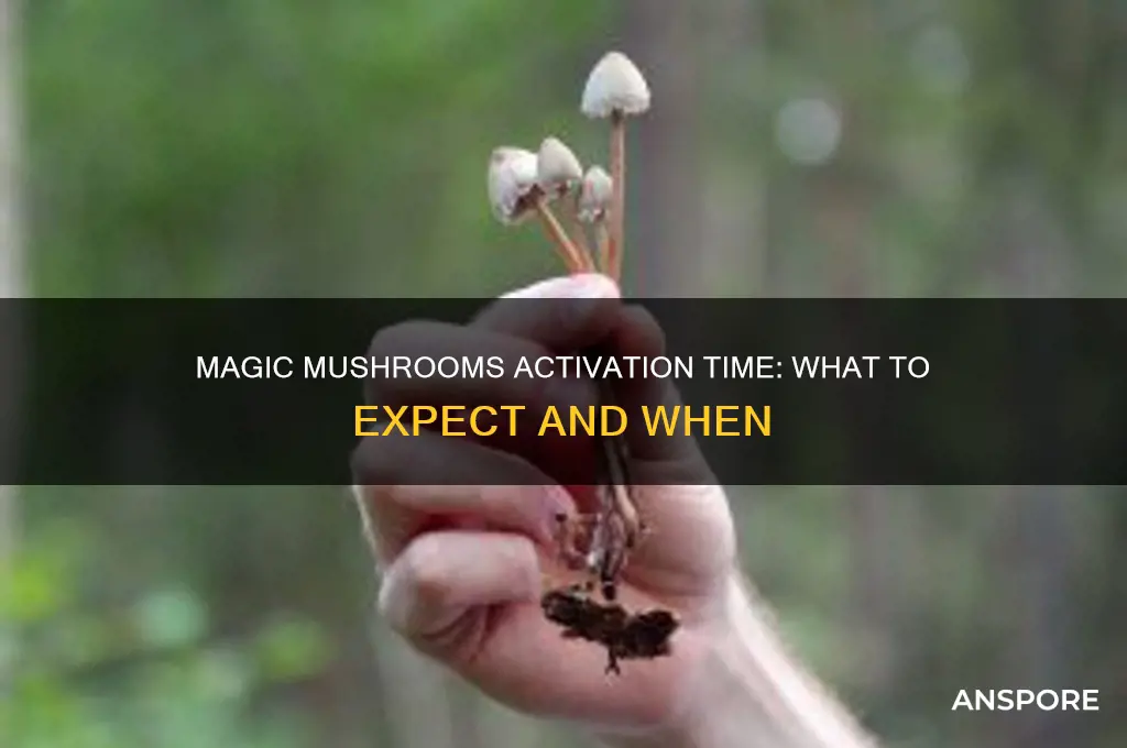 how long do magic mushrooms take to activate
