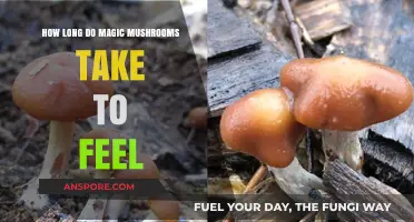 Magic Mushrooms: Understanding the Onset Time for Psychedelic Effects