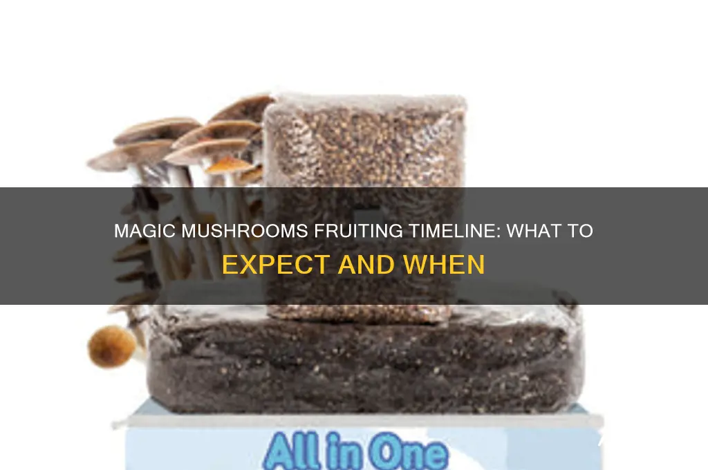 how long do magic mushrooms take to fruit