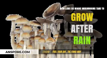 Magic Mushrooms Growth Timeline: Post-Rain Cultivation Insights