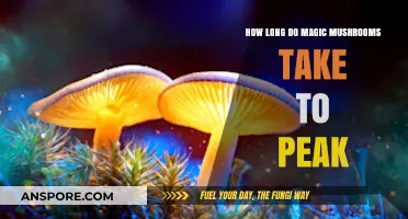 Magic Mushrooms Peak Time: Understanding the Onset and Duration