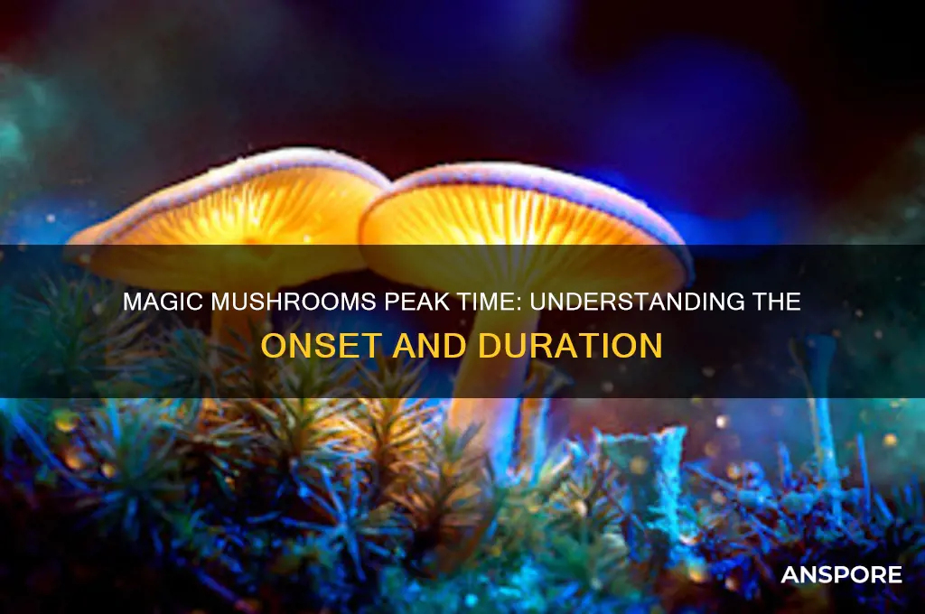 how long do magic mushrooms take to peak