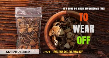 Magic Mushrooms: Understanding the Duration of Their Effects and Wear-Off Time