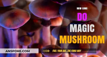 How Long Do Magic Mushrooms Last: Effects, Duration, and Safety Tips