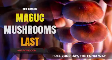 How Long Do Magic Mushrooms Last: A Comprehensive Guide