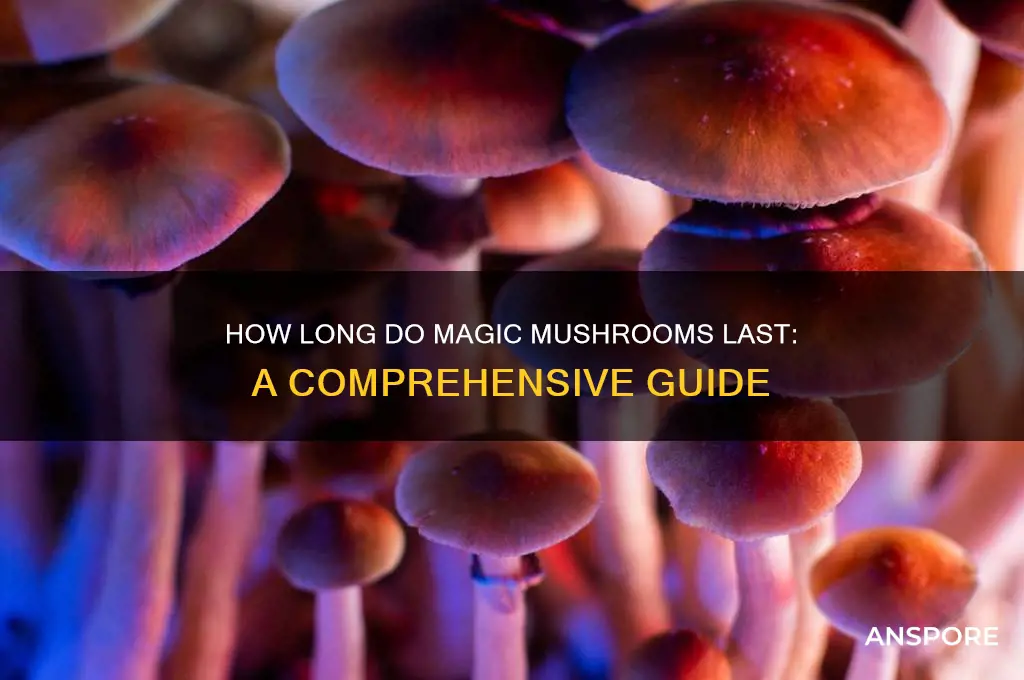 how long do maguc mushrooms last