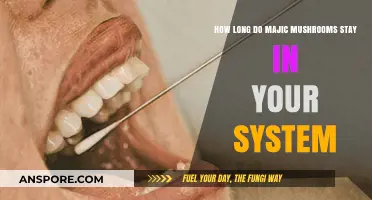 Magic Mushrooms Detection: How Long Do They Stay in Your System?