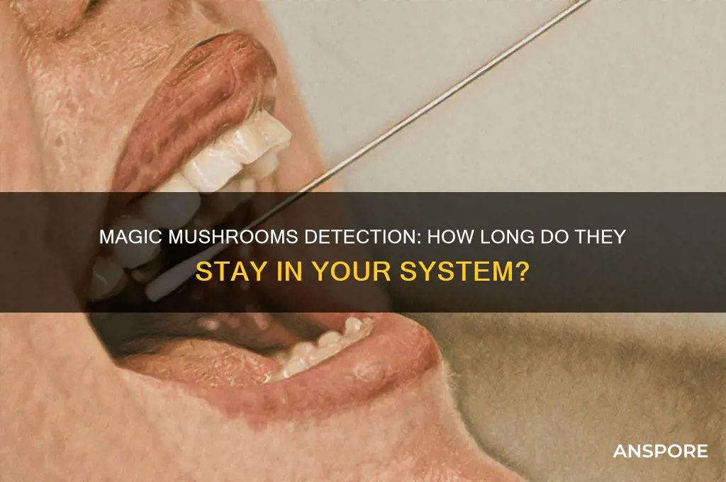 how long do majic mushrooms stay in your system