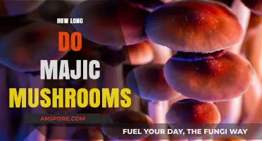 Understanding the Duration of Magic Mushroom Effects and Afterglow