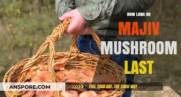 Magic Mushroom Shelf Life: Duration, Storage Tips, and Freshness Guide